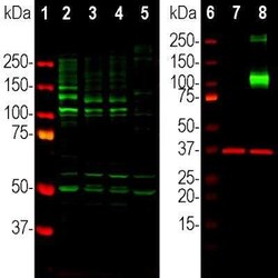 Adenylate Cyclase 3 Antibody, Novus Biologicals 100 &mu;g; Unconjugated:Antibodies,