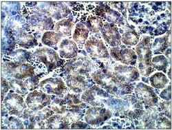 Adenylate Cyclase 7 Antibody, Novus Biologicals 100 &mu;g; Unconjugated:Antibodies,