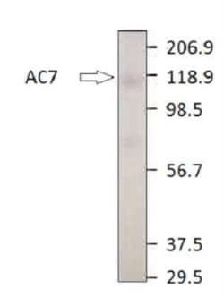 Adenylate Cyclase 7 Antibody, Novus Biologicals 100 &mu;g; Unconjugated:Antibodies,