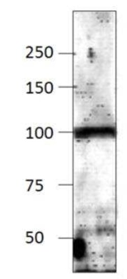 Adenylate Cyclase 9 Antibody, Novus Biologicals 100 &mu;g; Unconjugated:Antibodies,