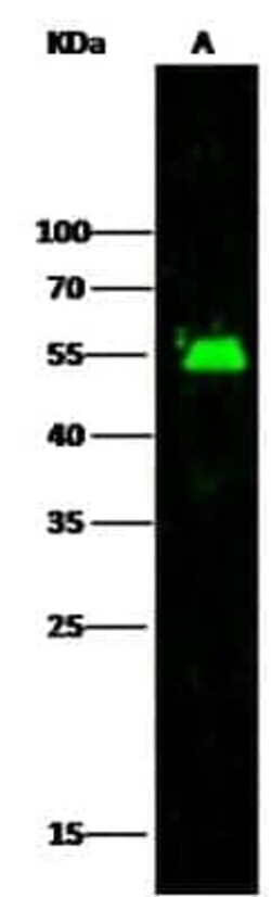 Adenylosuccinate Lyase Antibody, Novus Biologicals 100 &mu;g | Buy Online | Novus Biologicals | Fisher Scientific
