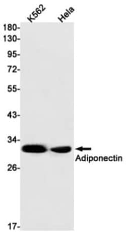 Adiponectin/Acrp30 Antibody (S03-9F3), Novus Biologicals:Antibodies:Primary