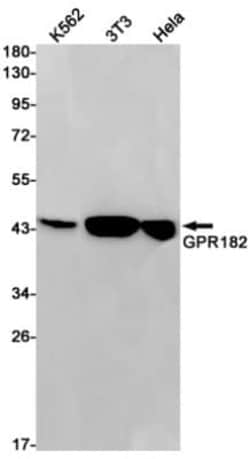 Adrenomedullin R/ADMR/GPR182 Antibody (S02-3E6), Novus Biologicals 50 &mu;g;