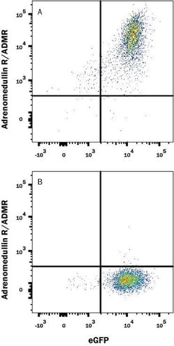Human Adrenomedullin R/ADMR Antibody, R D Systems:Antibodies:Primary Antibodies
