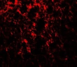 Adropin Antibody - BSA Free, Novus Biologicals 0.1 mg; Unconjugated:Antibodies,