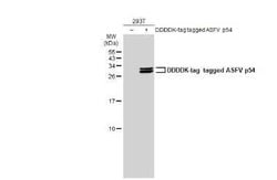 African Swine Fever Virus p54 Antibody (GT1075), Novus Biologicals 100 &mu;g | Buy Online | Novus Biologicals | Fisher Scientific