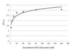 African Swine Fever Virus p54 Antibody, Novus Biologicals 100 &mu;g; Unconjugated:Antibodies,