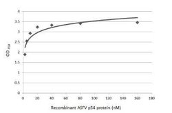 African Swine Fever Virus p54 Antibody, Novus Biologicals 100 &mu;g; Unconjugated:Antibodies,