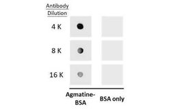 Agmatine Antibody, Novus Biologicals 100 &mu;g | Buy Online | Novus Biologicals | Fisher Scientific