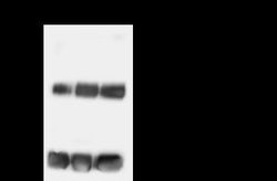 Ago2/eIF2C2 Rabbit anti-Mouse, Clone: 36, Novus Biologicals 100 &mu;g;