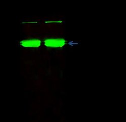 Ago2/eIF2C2 Rabbit anti-Mouse, Clone: 36, Novus Biologicals 100 &mu;g;