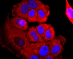 Ago2/eIF2C2 Antibody (JF0992), Novus Biologicals 100&mu;L:Antibodies, Monoclonal
