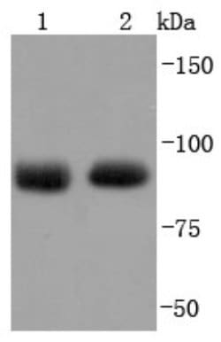 Ago2/eIF2C2 Antibody (JF0992), Novus Biologicals 100&mu;L:Antibodies, Monoclonal