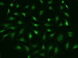Ago2/eIF2C2 Antibody, Novus Biologicals 50 &mu;g; Unconjugated:Antibodies,