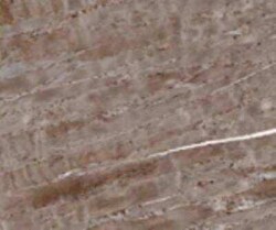 Mouse anti-Agrin, Clone: Agr 33, Novus Biologicals 0.2mg; Unlabeled:Antibodies,