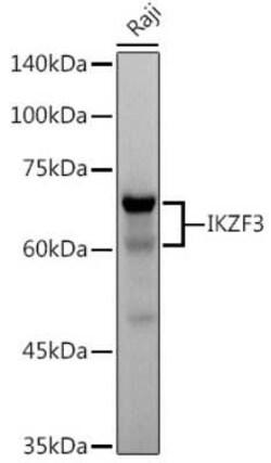 Aiolos/IKZF3 Rabbit anti-Human, Mouse, Rat, Clone: 4V2Z2, Novus Biologicals:Antibodies:Primary