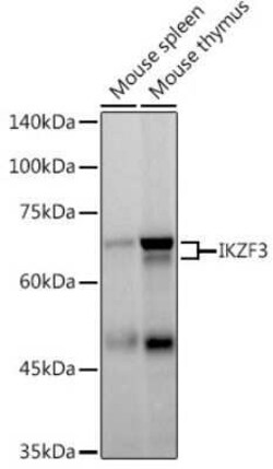 Aiolos/IKZF3 Rabbit anti-Human, Mouse, Rat, Clone: 4V2Z2, Novus Biologicals:Antibodies:Primary
