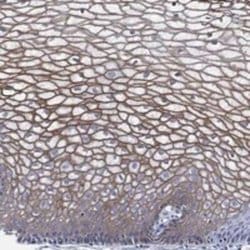 Airway Trypsin-like Protease/HAT/TMPRSS11D Rabbit anti-Human, Polyclonal,