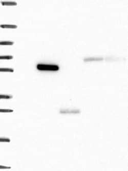 Airway Trypsin-like Protease/HAT/TMPRSS11D Rabbit anti-Human, Polyclonal,
