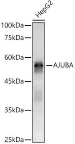 Ajuba Antibody - Azide and BSA Free, Novus Biologicals:Antibodies:Primary