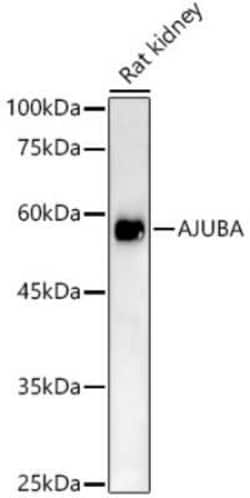 Ajuba Antibody - Azide and BSA Free, Novus Biologicals:Antibodies:Primary