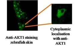AKT1 Antibody (V7) - BSA Free, Novus Biologicals 0.025 mL, Unconjugated:Antibodies,