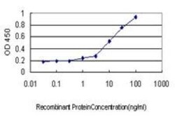 AKT3 Antibody (3F3), Novus Biologicals 0.1 mg | Buy Online | Novus Biologicals | Fisher Scientific