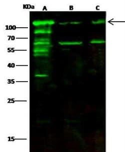 Alanyl tRNA synthetase Antibody, Novus Biologicals 100 &mu;g; Unconjugated:Antibodies,