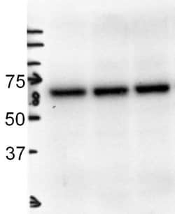 Albumin Antibody, HRP, Novus Biologicals 1000 &mu;L; HRP:Antibodies, Polyclonal