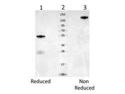 Mouse Serum Albumin Antibody, Novus Biologicals Mouse Serum Albumin Antibody;