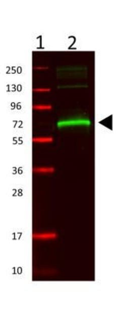 Mouse Serum Albumin Antibody, Novus Biologicals Mouse Serum Albumin Antibody;