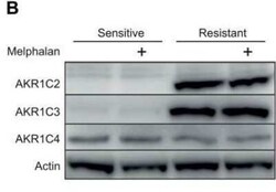 Aldo-keto Reductase 1C4/AKR1C4 Antibody (2C11), Novus Biologicals 0.1 mg | Buy Online | Novus Biologicals | Fisher Scientific