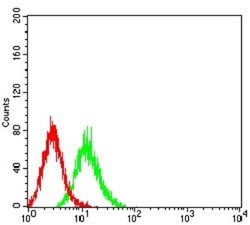 Aldolase A Antibody (1C5B2) - BSA Free, Novus Biologicals 0.1 ml; Unconjugated:Antibodies,