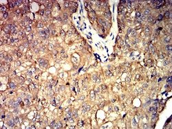 Aldolase A Antibody (1C5B2) - BSA Free, Novus Biologicals 0.1 ml; Unconjugated:Antibodies,