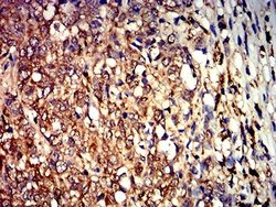 Aldolase A Antibody (1C5B2) - BSA Free, Novus Biologicals 0.1 ml; Unconjugated:Antibodies,