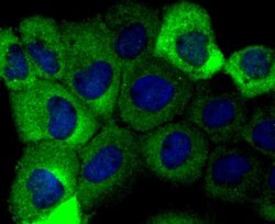 Aldolase A Rabbit anti-Human, Mouse, Rat, Zebrafish, Clone: JM54-19, Novus