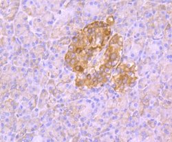 Aldolase A Rabbit anti-Human, Mouse, Rat, Zebrafish, Clone: JM54-19, Novus
