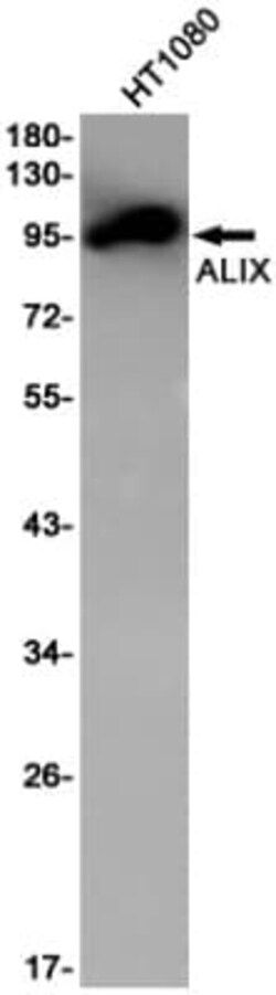Alix Antibody (S09-4B4), Novus Biologicals:Antibodies:Primary Antibodies