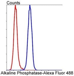 Alkaline Phosphatase, Tissue Non-Specific Antibody (SA40-00), Novus Biologicals
