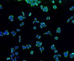 Alkaline Phosphatase, Tissue Non-Specific Antibody (SA40-00), Novus Biologicals