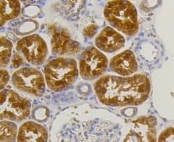 Alkaline Phosphatase, Tissue Non-Specific Antibody (SA40-00), Novus Biologicals