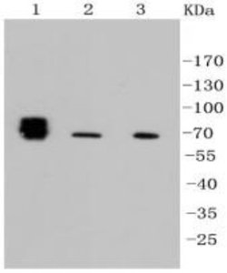 Alkaline Phosphatase, Tissue Non-Specific Antibody (SA40-00), Novus Biologicals