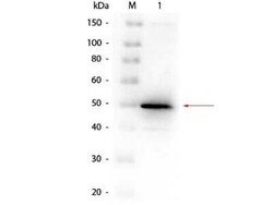 Alkaline Phosphatase, Bacterial Antibody, Novus Biologicals&trade;