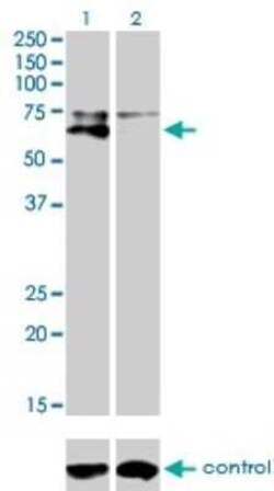 Alkaline Phosphatase, Tissue Non-Specific Antibody (4H1), Novus Biologicals 0.1 mg | Buy Online | Novus Biologicals | Fisher Scientific