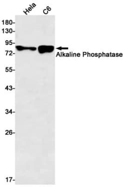 Alkaline Phosphatase, Tissue Non-Specific Antibody (S08-6H0), Novus Biologicals