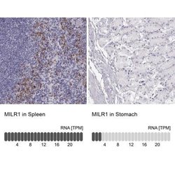 Allergin-1 Antibody, Novus Biologicals:Antibodies:Primary Antibodies