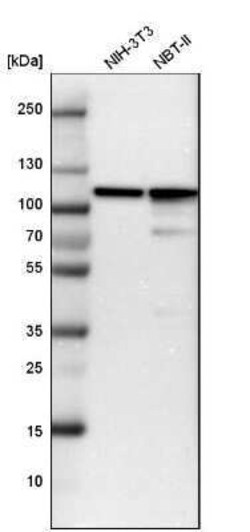 Alpha Actinin 4 Antibody, Novus Biologicals 25 &mu;L; Unconjugated:Antibodies,