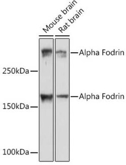 Alpha Fodrin Rabbit anti-Human, Mouse, Rat, Clone: 9H5V8, Novus Biologicals:Antibodies:Primary
