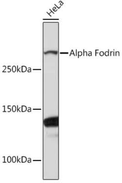 Alpha Fodrin Rabbit anti-Human, Mouse, Rat, Clone: 9H5V8, Novus Biologicals:Antibodies:Primary