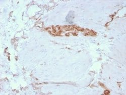 Alpha Fodrin Mouse anti-Human, Clone: SPTAN1/3351, Novus Biologicals:Antibodies:Primary